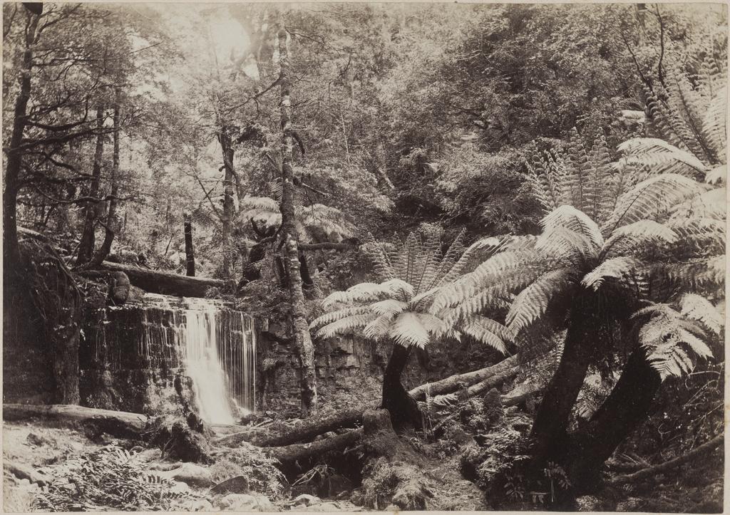 Silver Falls, Fern Tree Bower