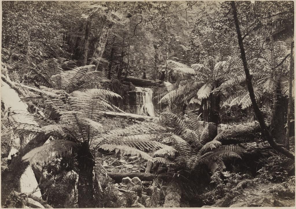 Silver Falls, Fern Tree Bower