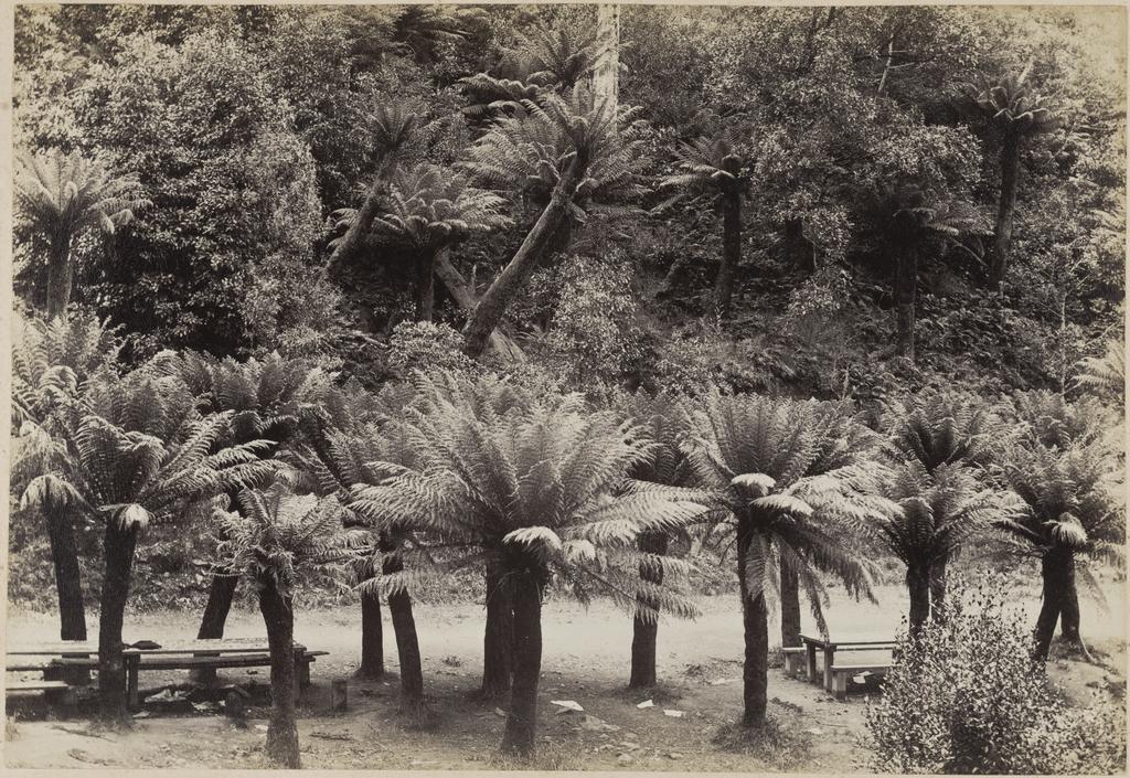 Fern Tree Bower, Mt Wellington