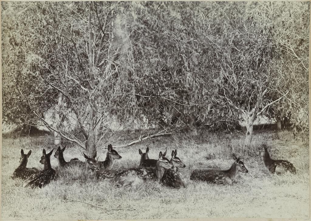 Herd of fauns