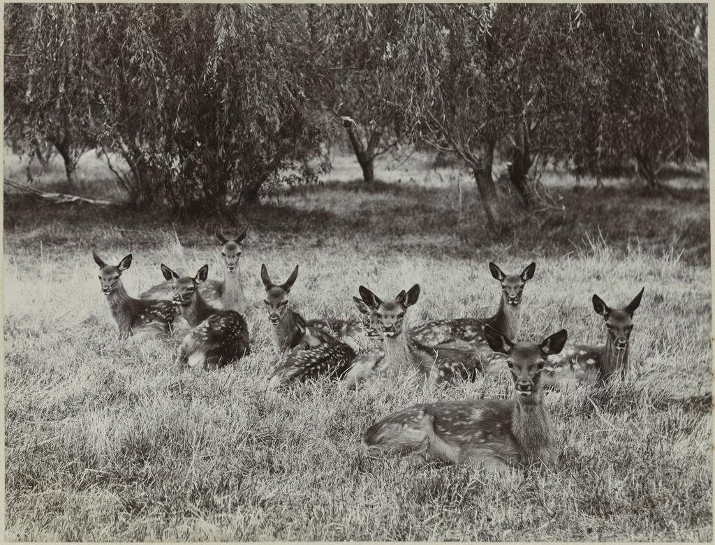 Small herd of fauns