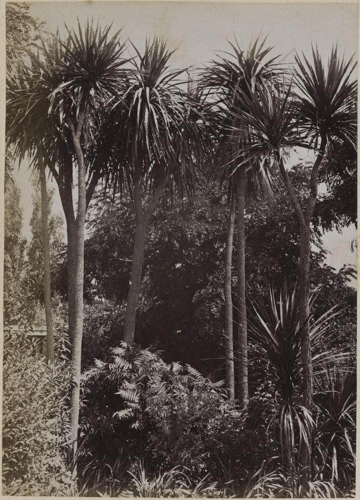 Cabbage trees