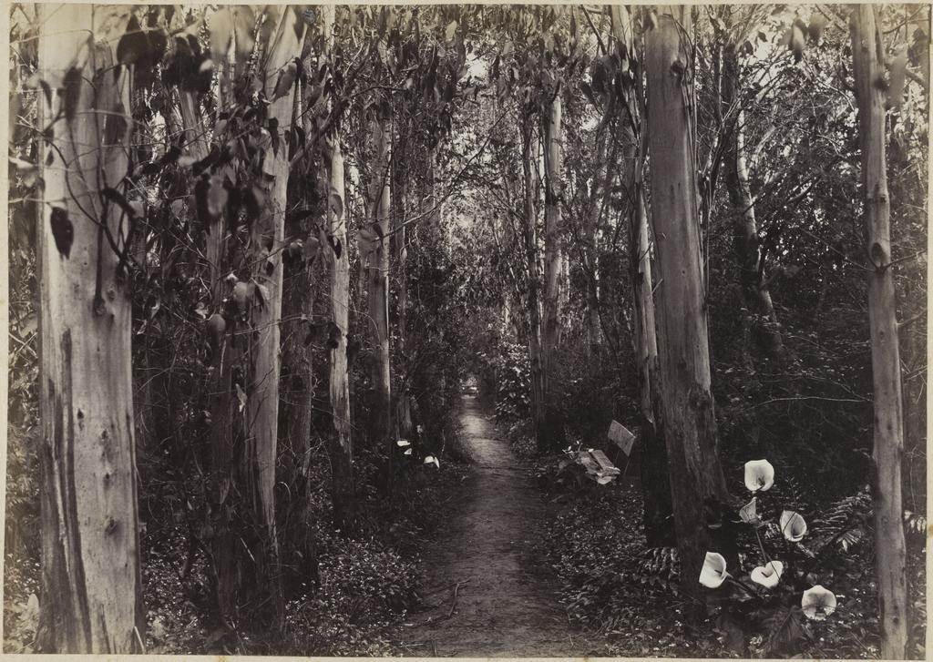 Avenue of eucalyptus
