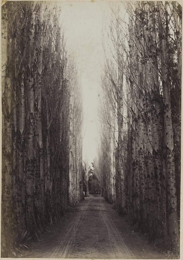 Avenue of silver birches