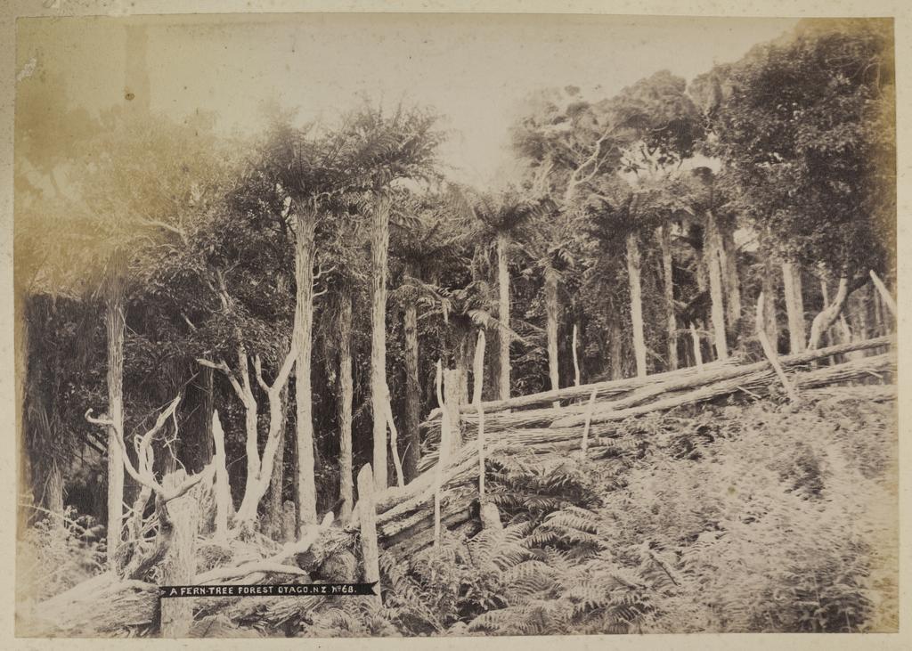 A fern tree forest, Otago, N.Z.