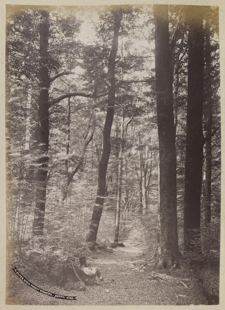 A silver birch forest, Wakatipu