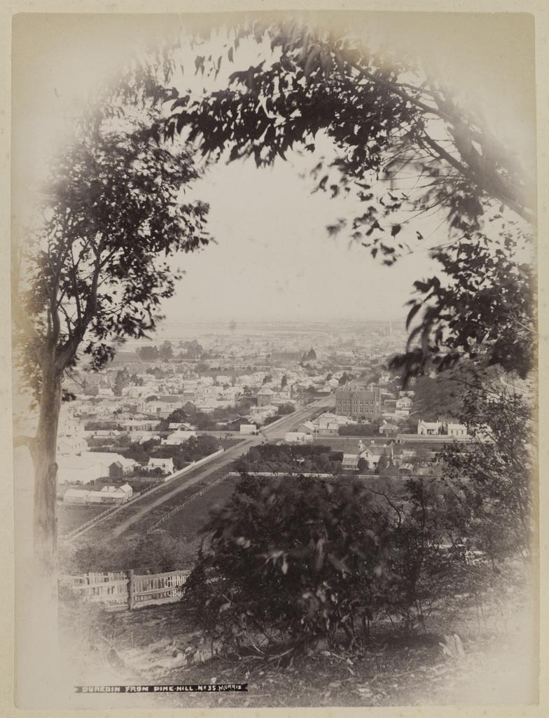 Dunedin from Pine Hill