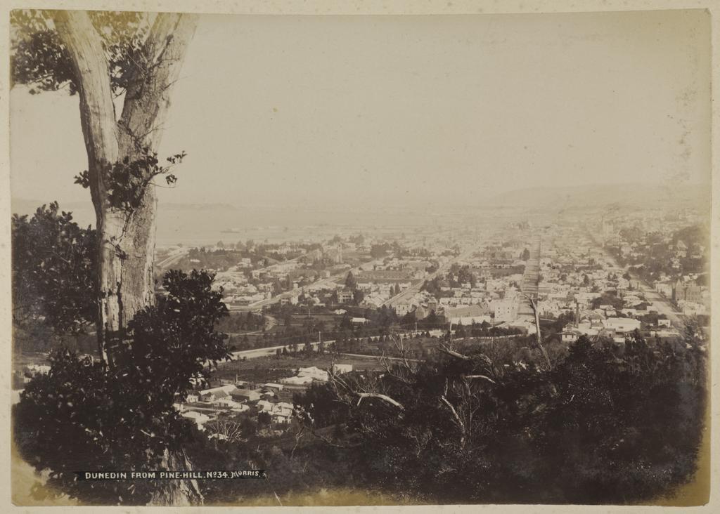 Dunedin from Pine Hill