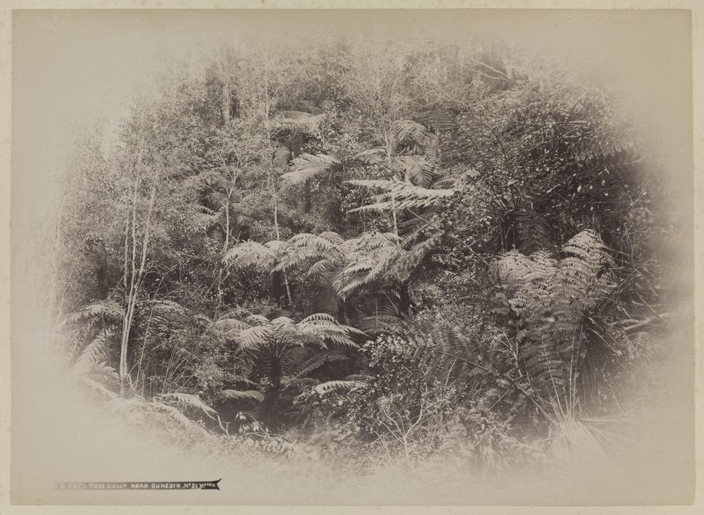 Fern Tree Gully near Dunedin