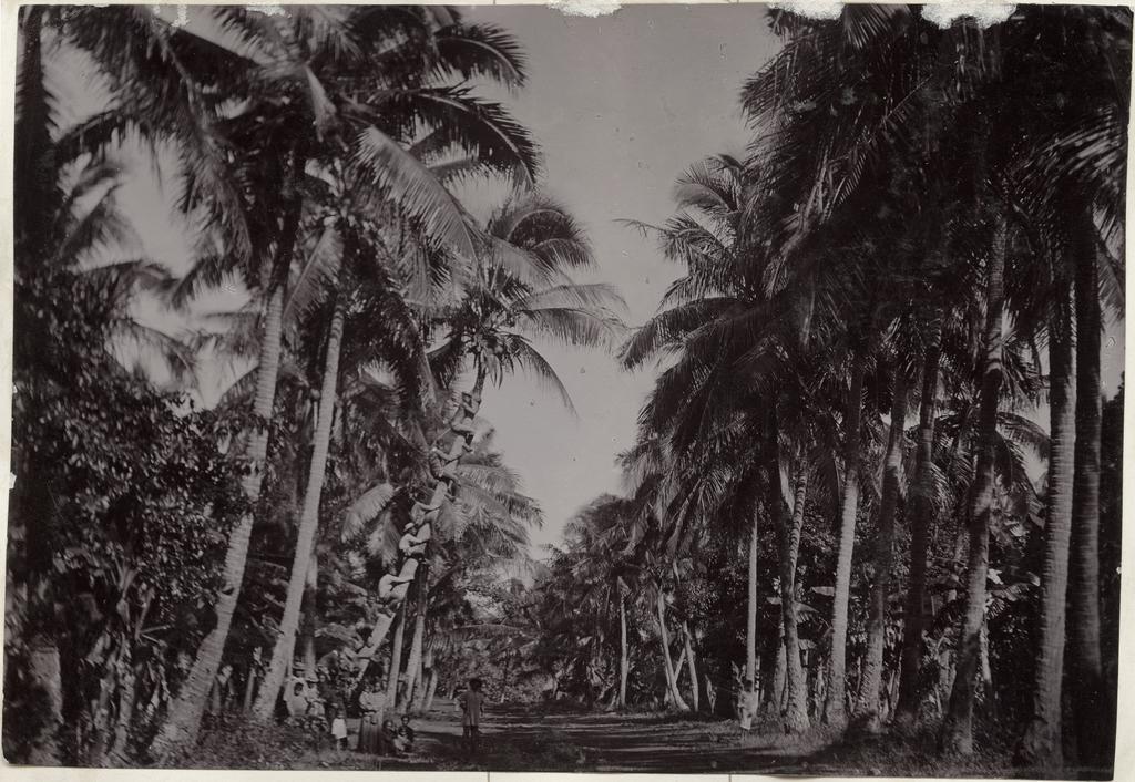 Children up a coconut palm