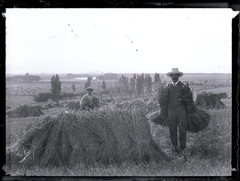 Wheat growers
