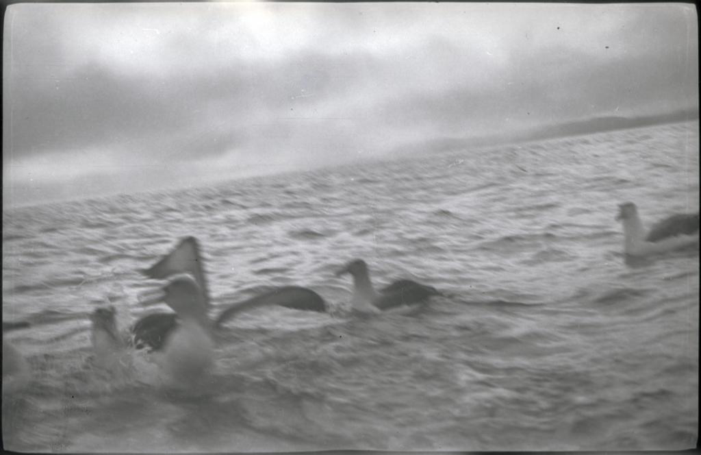Birds, Deep Stream