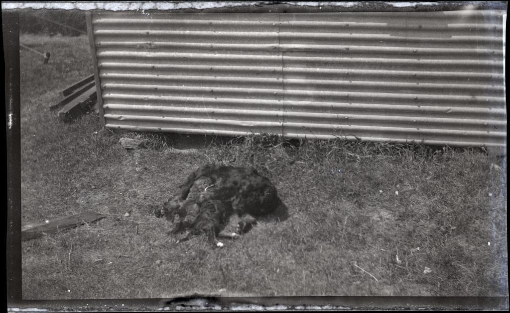 Dog, Beaumont