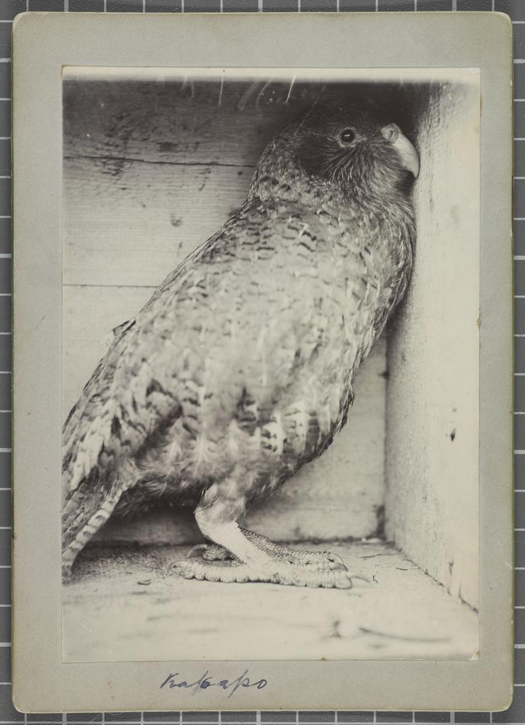 Kakapo