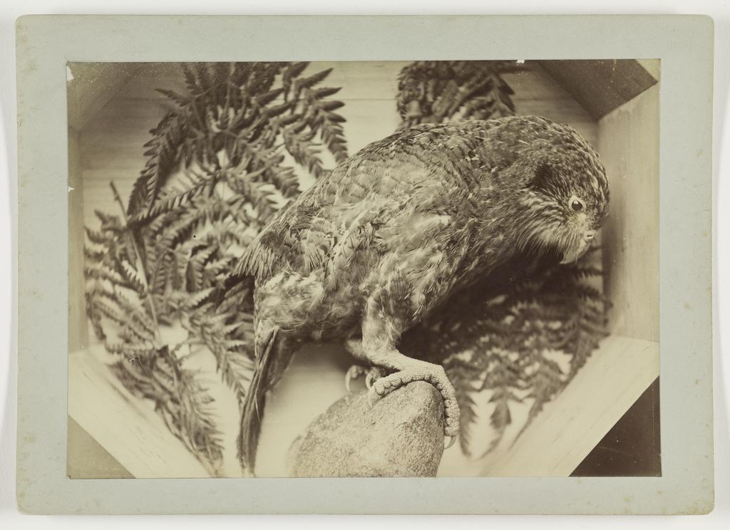 Kakapo