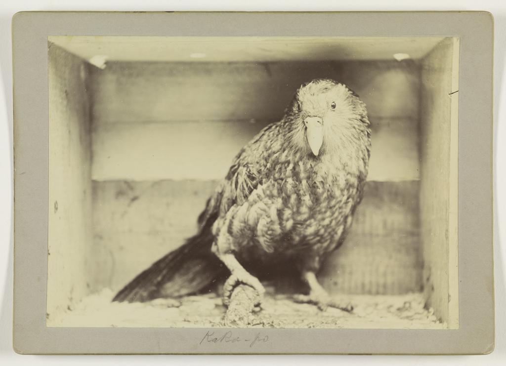 Kakapo