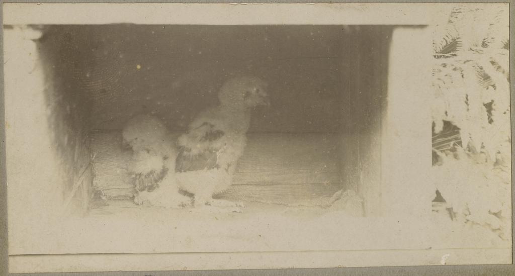 Kakapo chicks