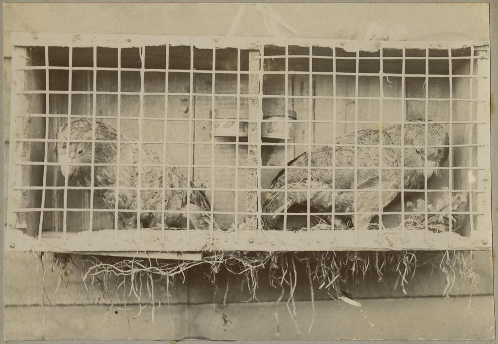 Kakapo