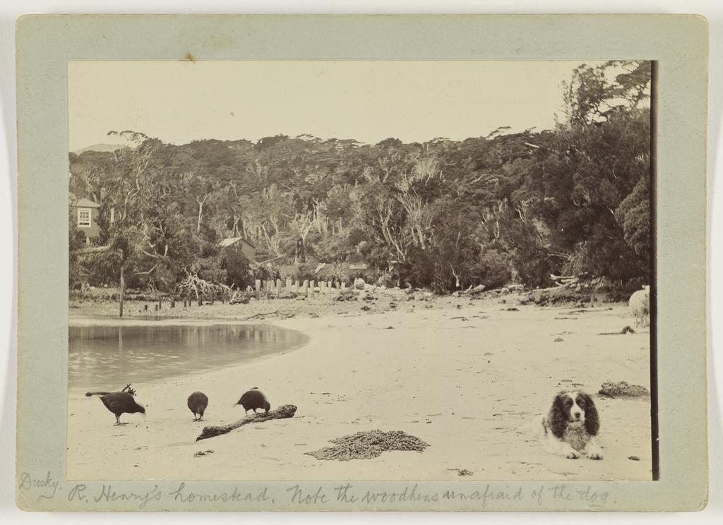 On Pigeon Island