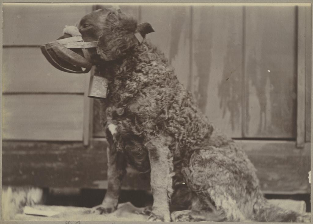 Lassie ready for work