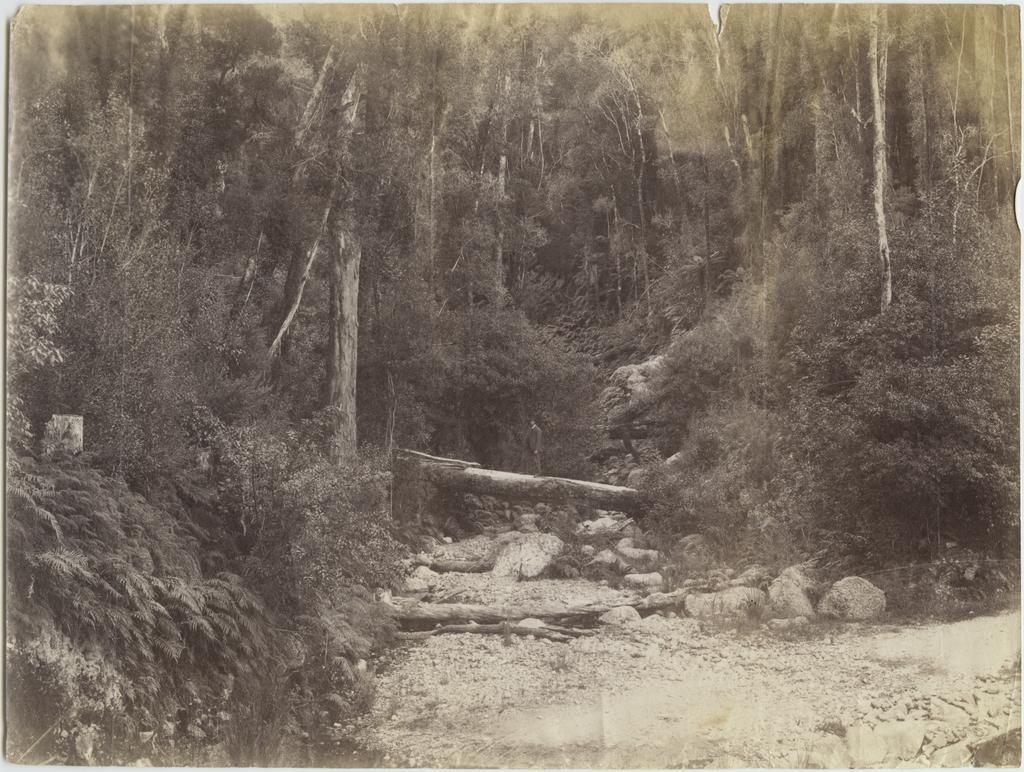 Man standing on a fallen log in the West Coast bush