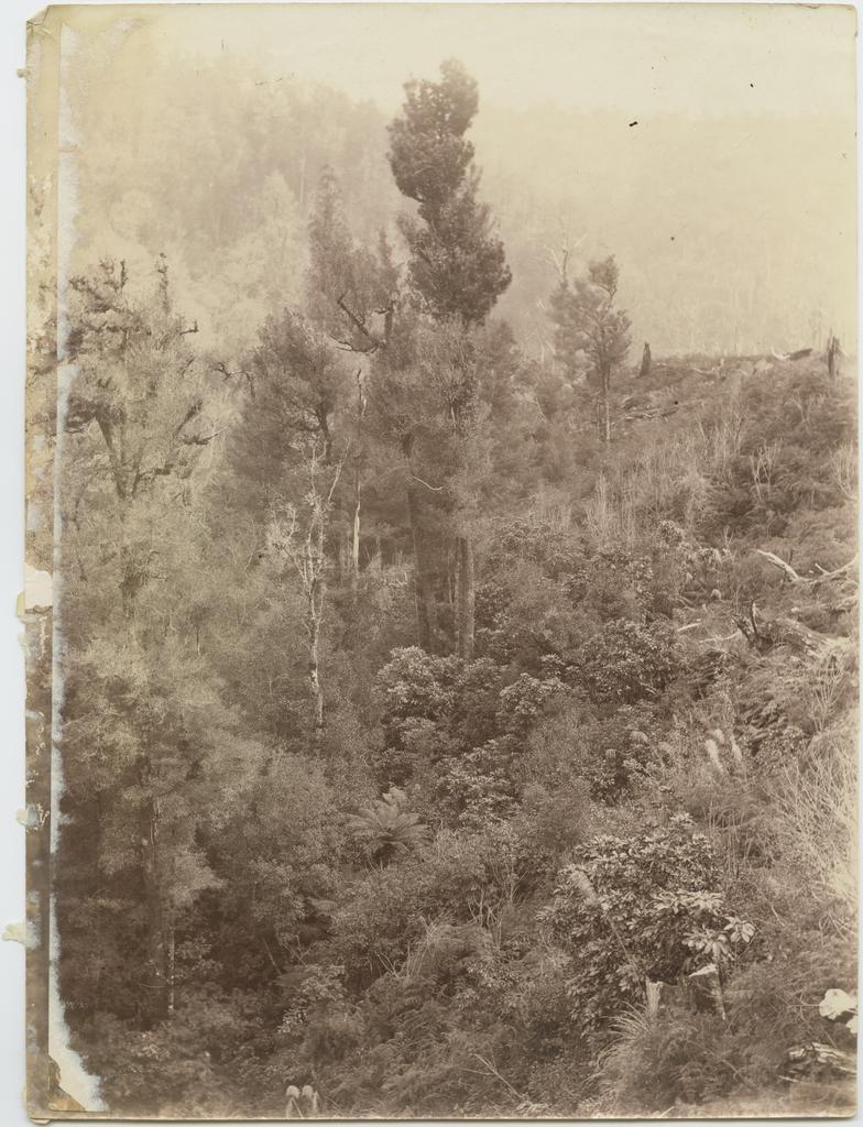 West Coast bush