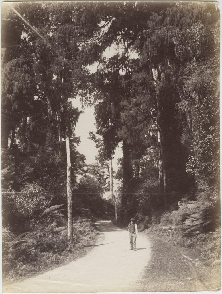 Man carrying a rifle on a bush road