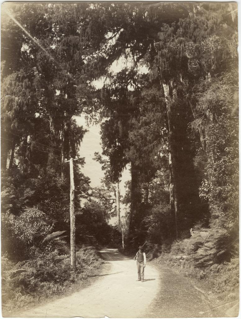 Man carrying a rifle on a bush road