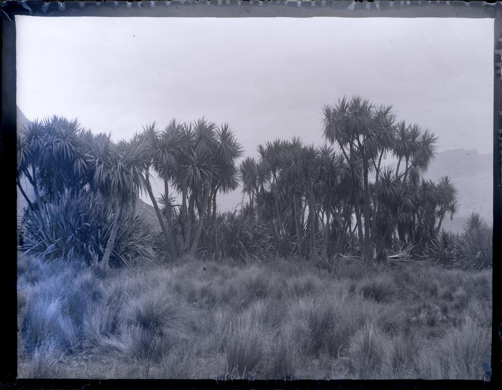 Cabbage Trees,  Halfway Bay