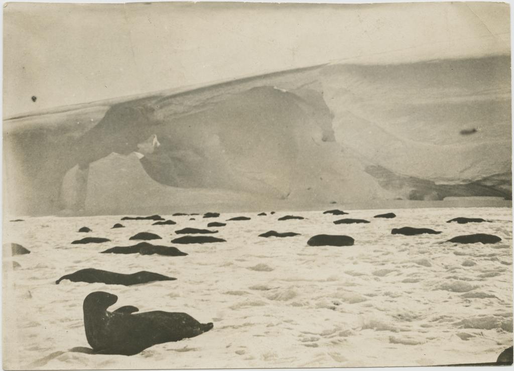 Seals on the ice
