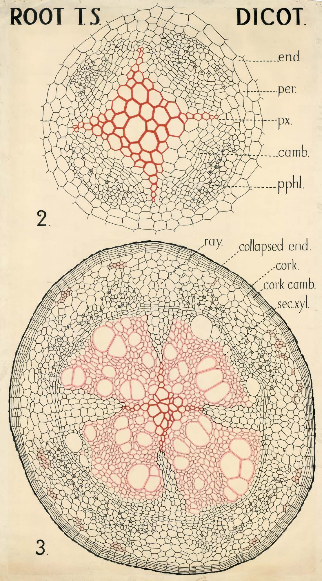 Root T.S. Dicot.