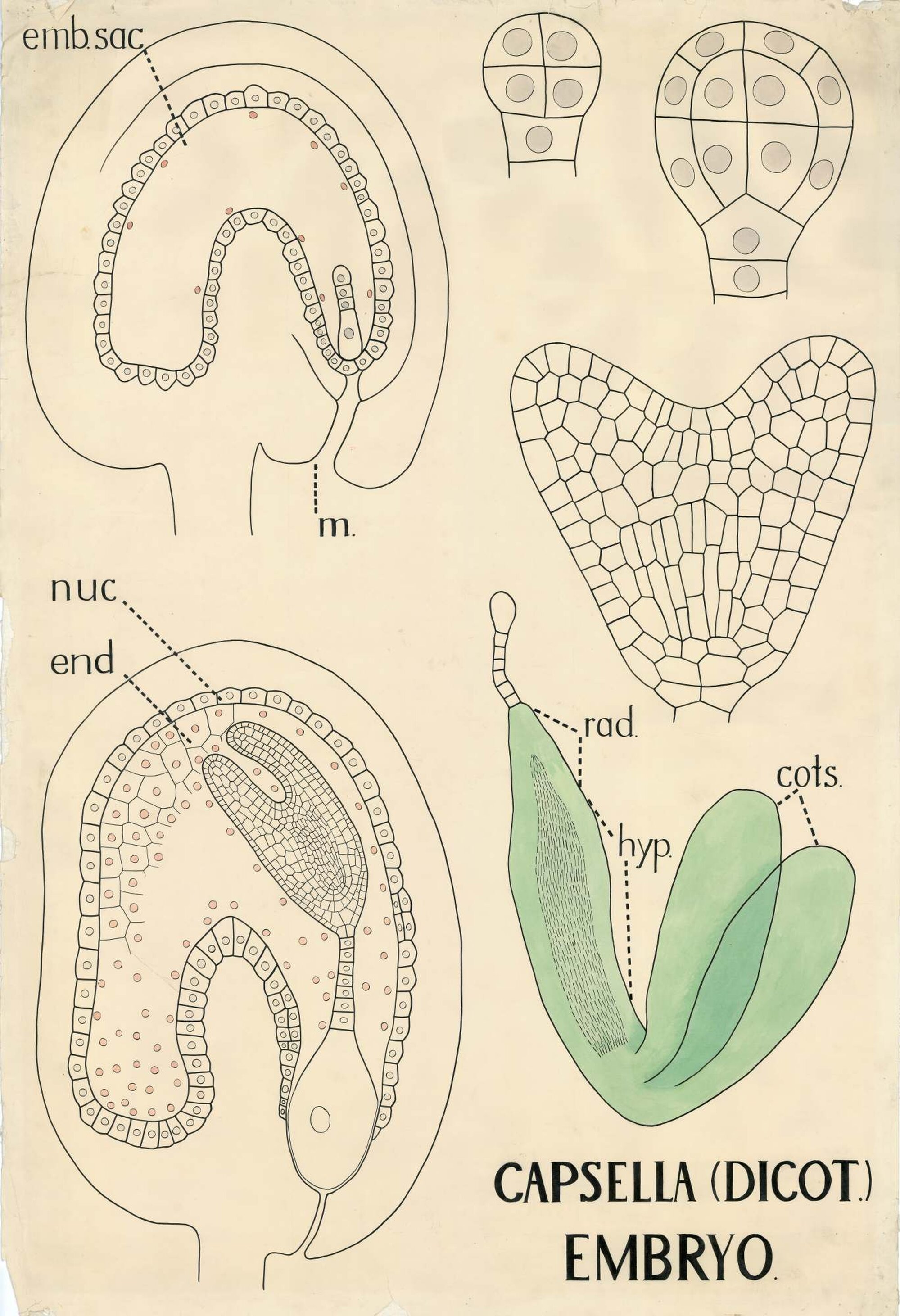 Capsella (dicot.) embryo