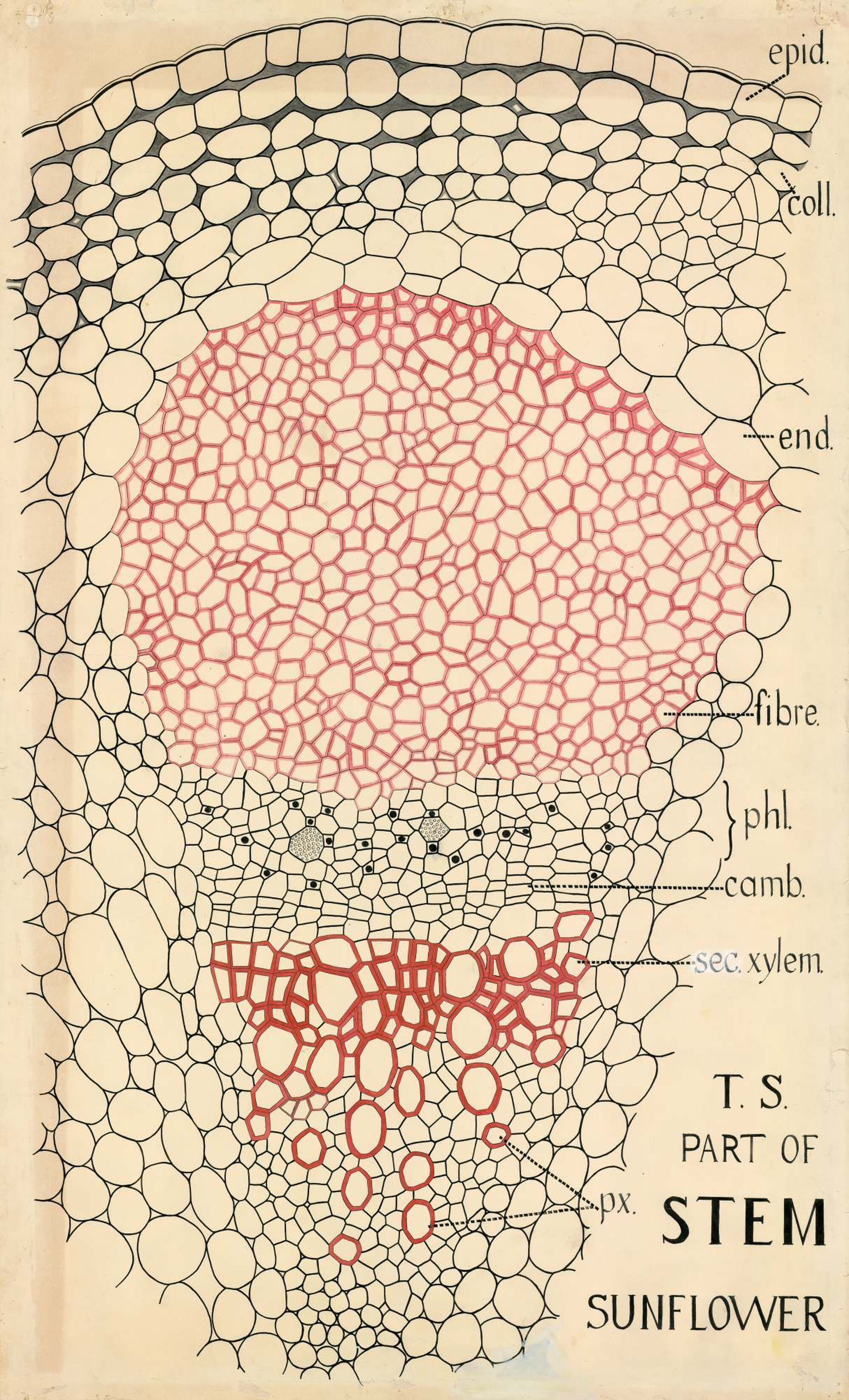 T.S. part of stem sunflower