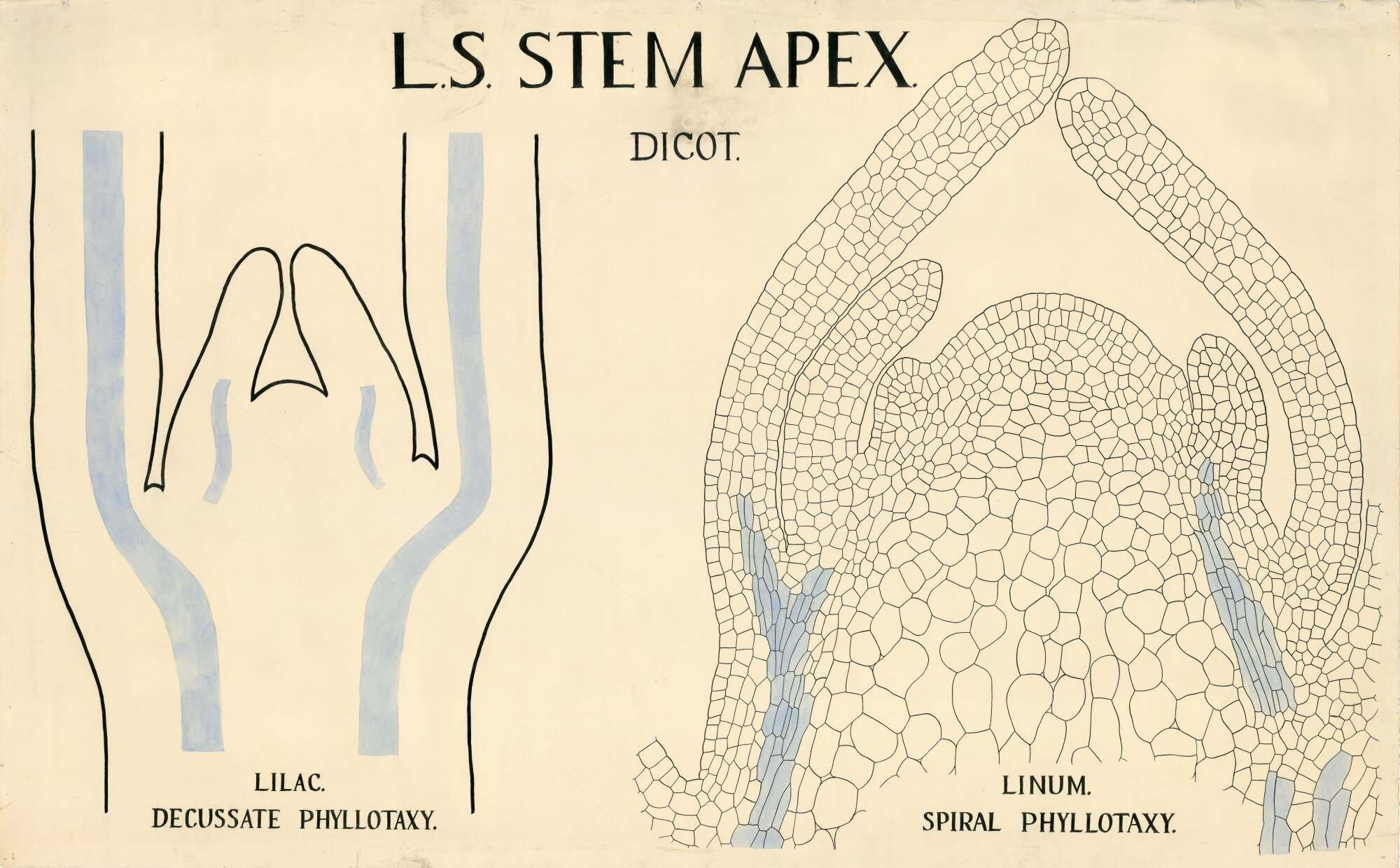 L.S. stem apex