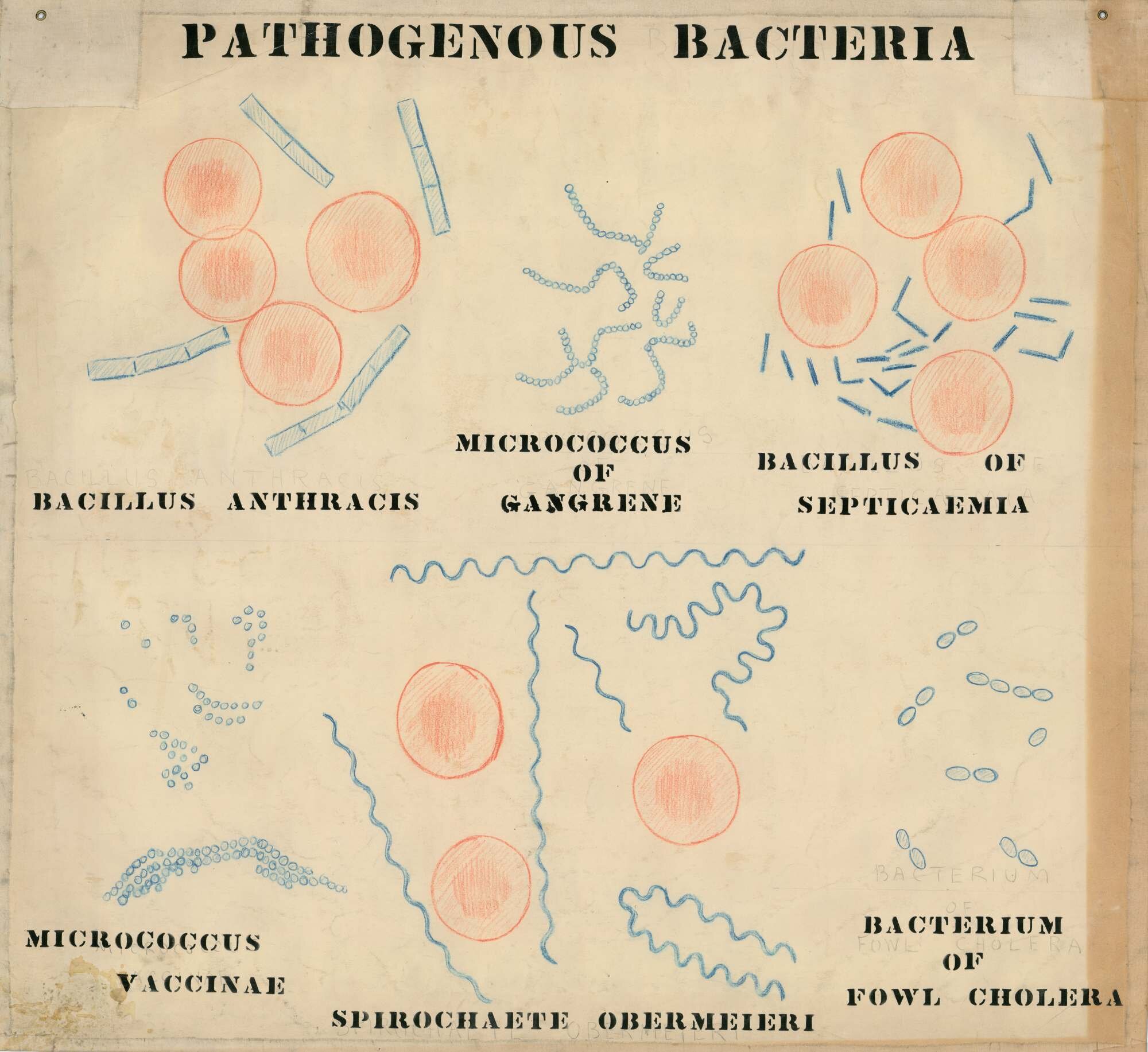 Pathogenous bacteria