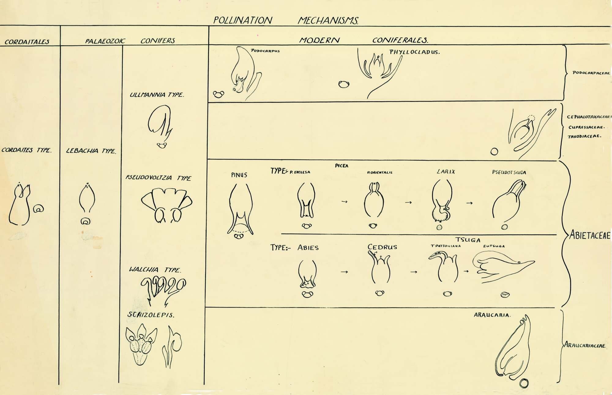 Pollination mechanisms