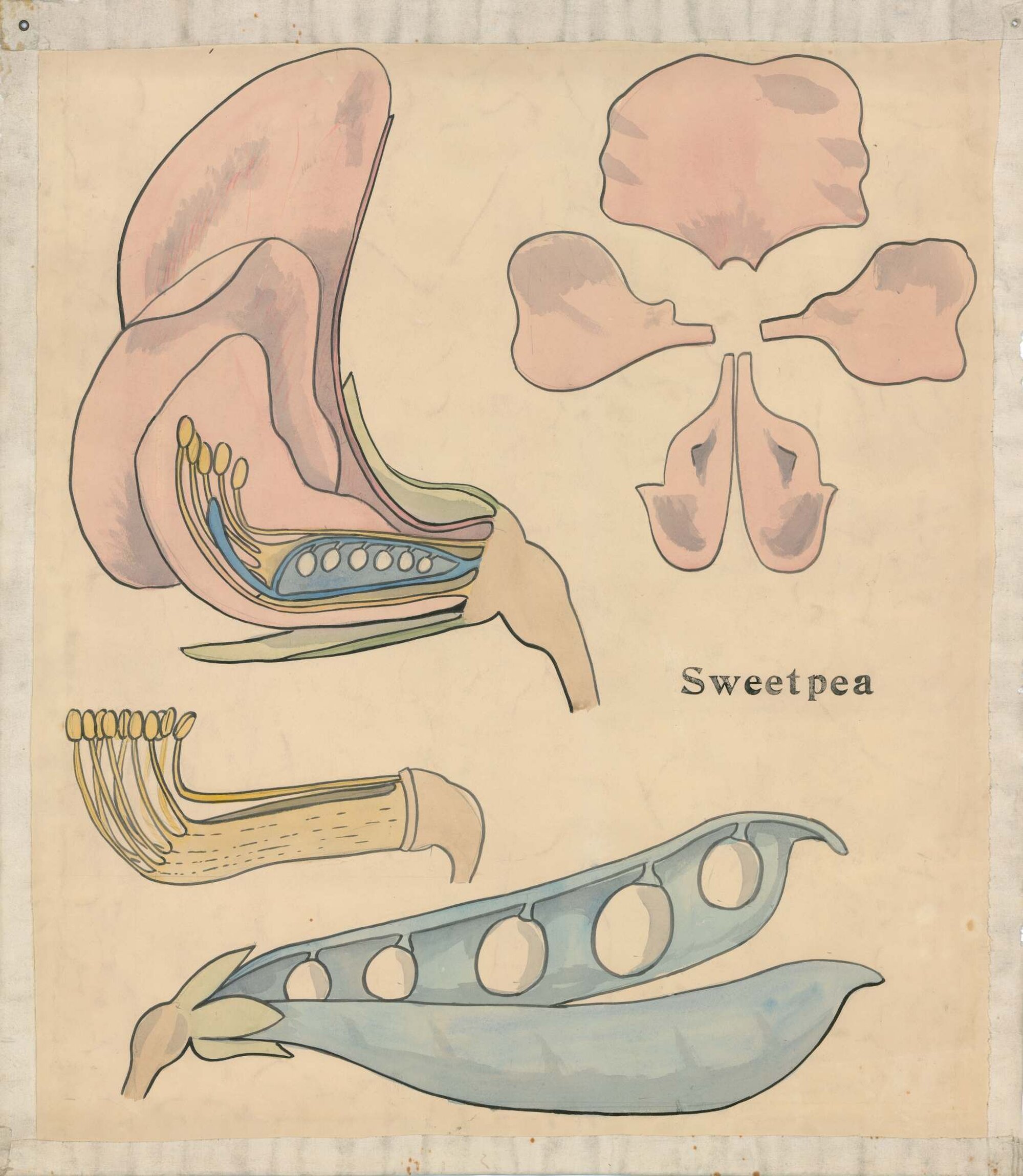 Sweetpea