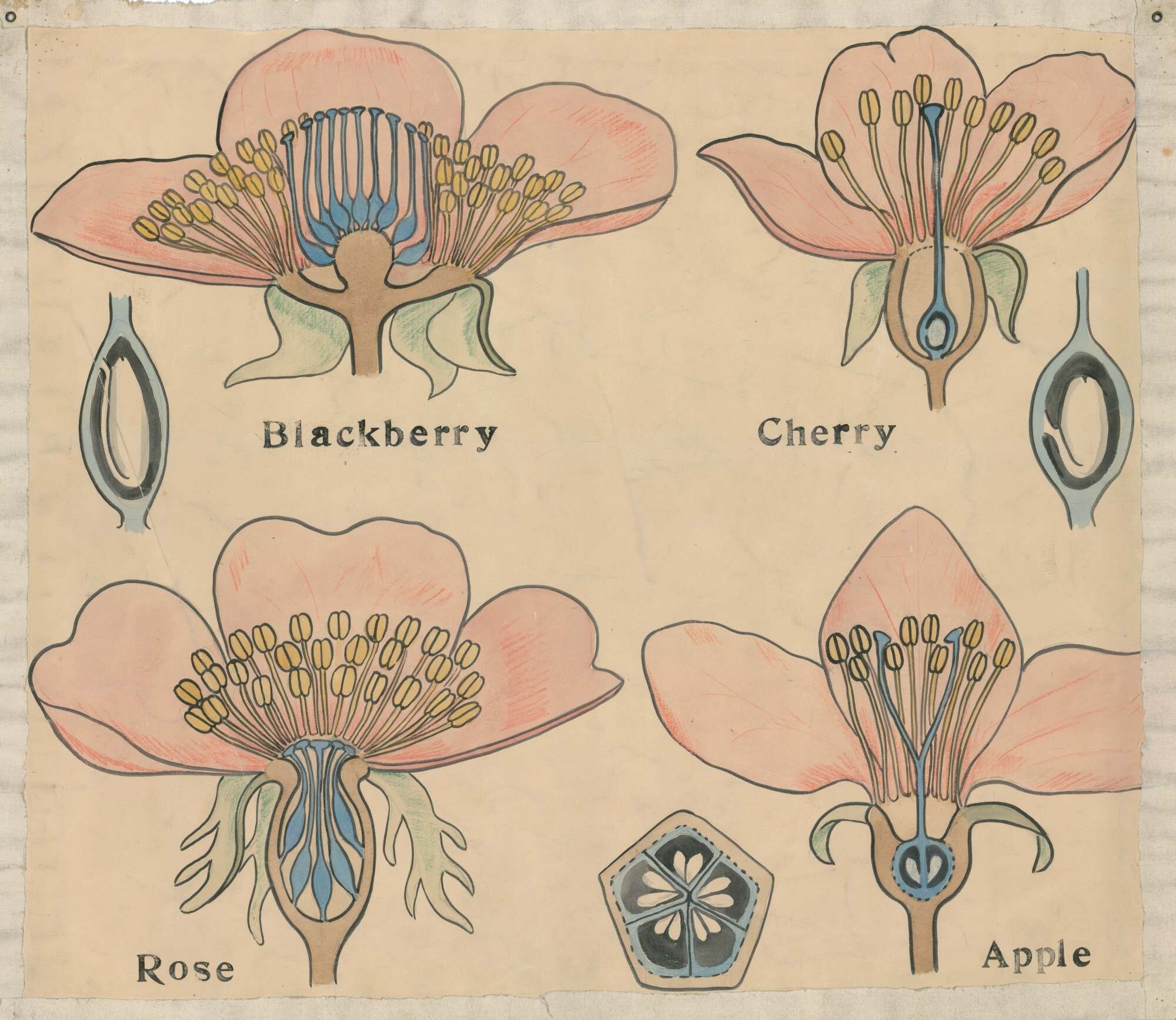 Blackberry, cherry, rose, apple