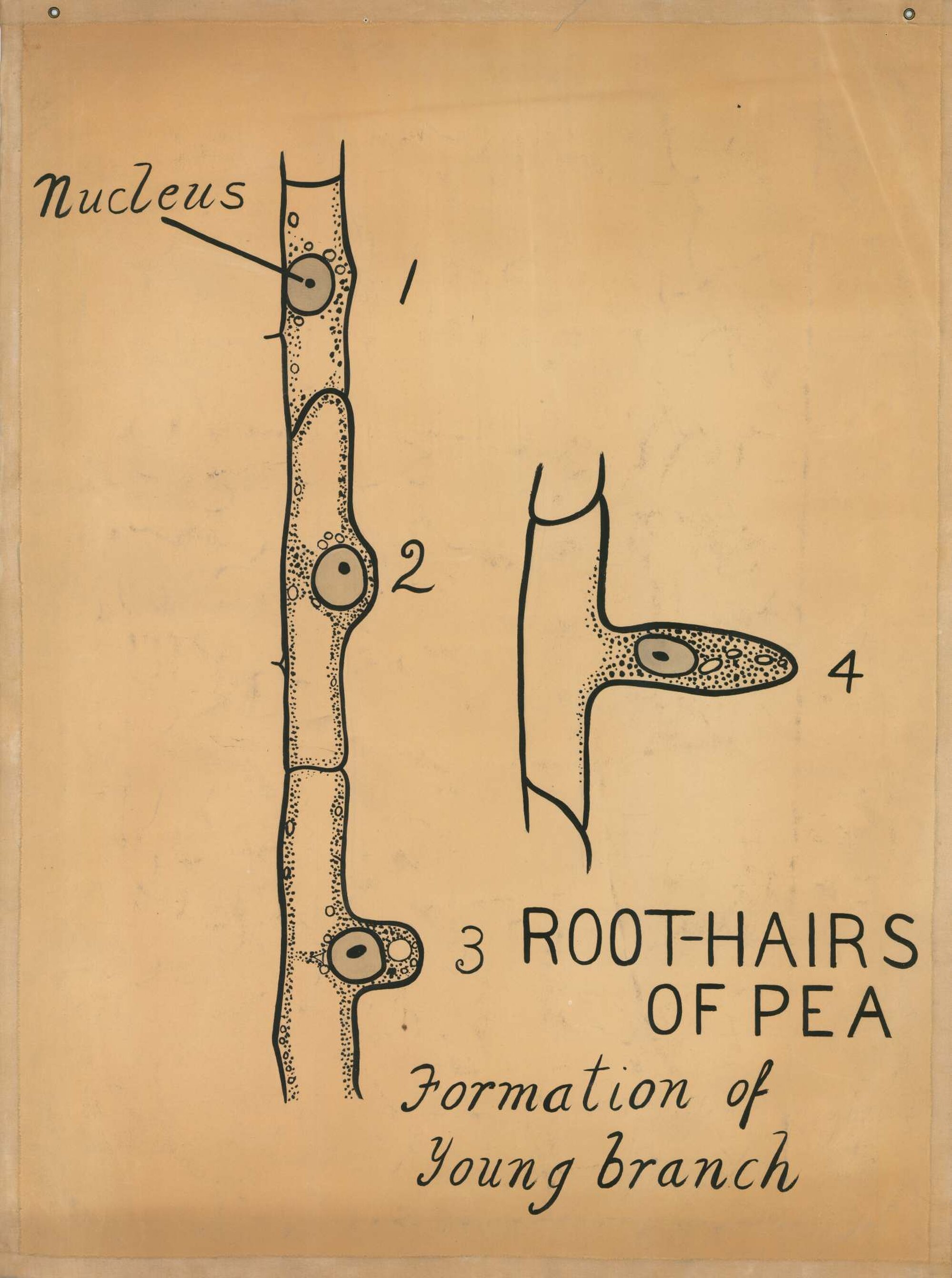 Root hairs of pea - formation of young branch