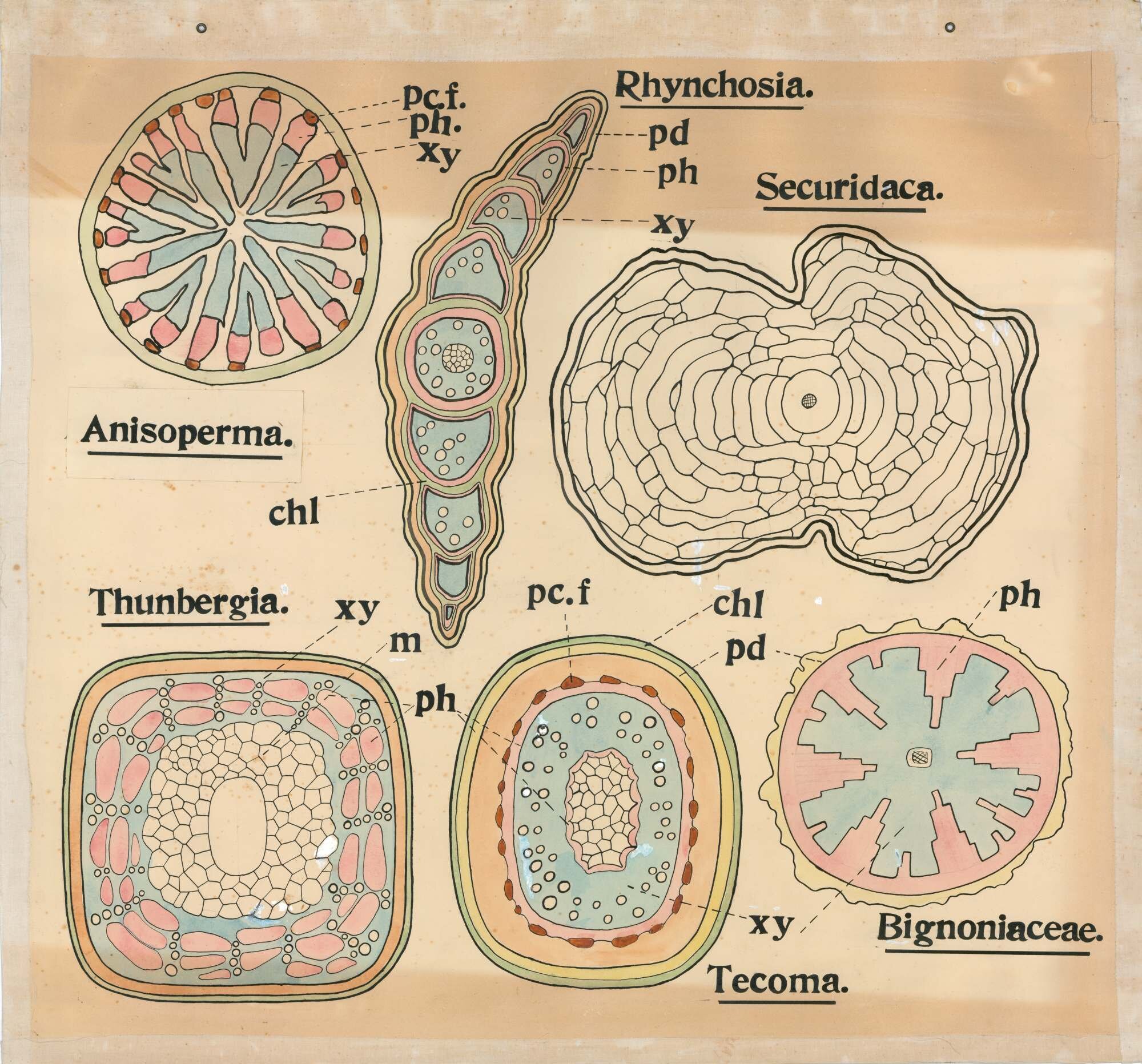 Rhynchosia, securidaca, anisoperma [sic], thunbergia, bignoniaceae, tecoma