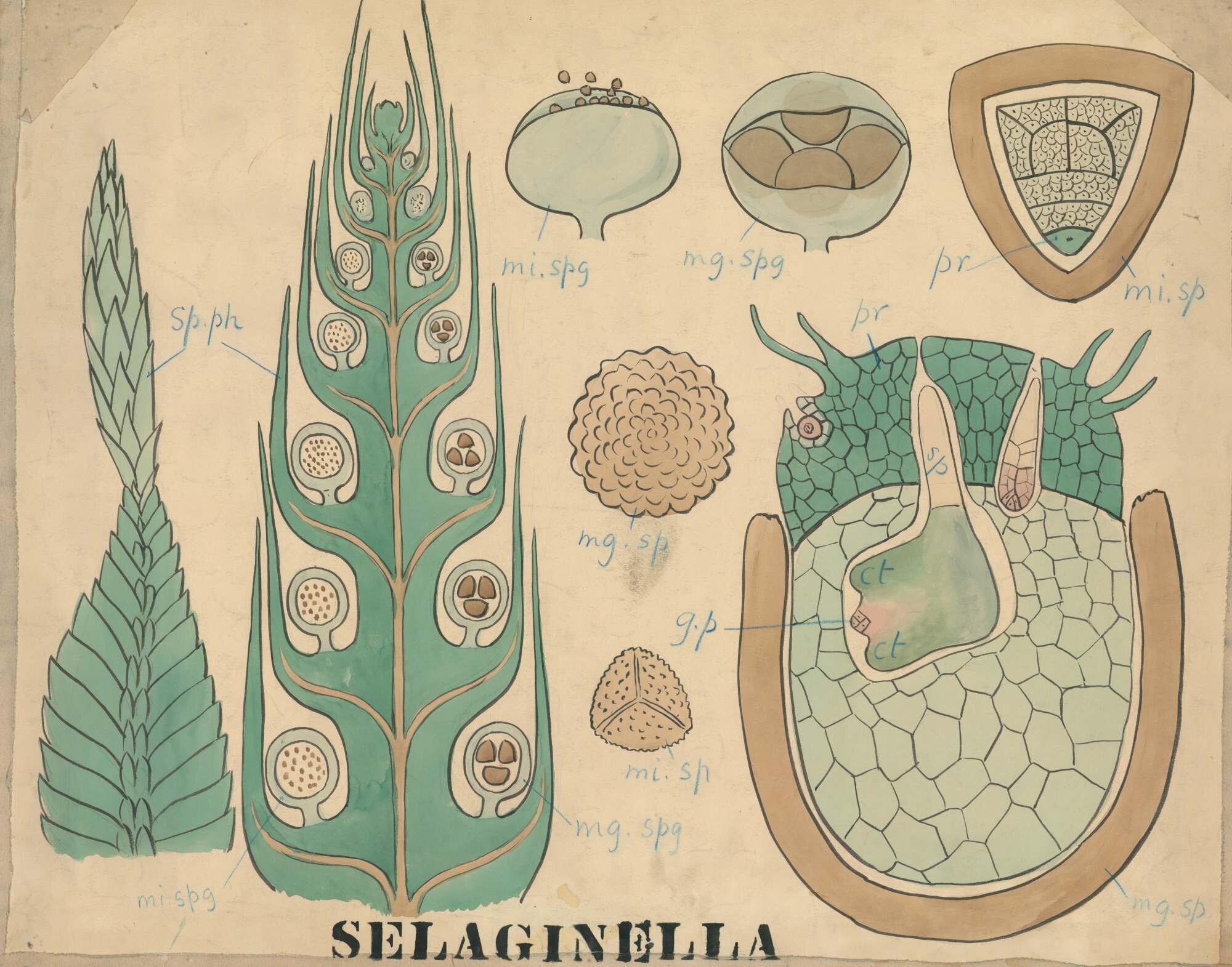 Selaginella