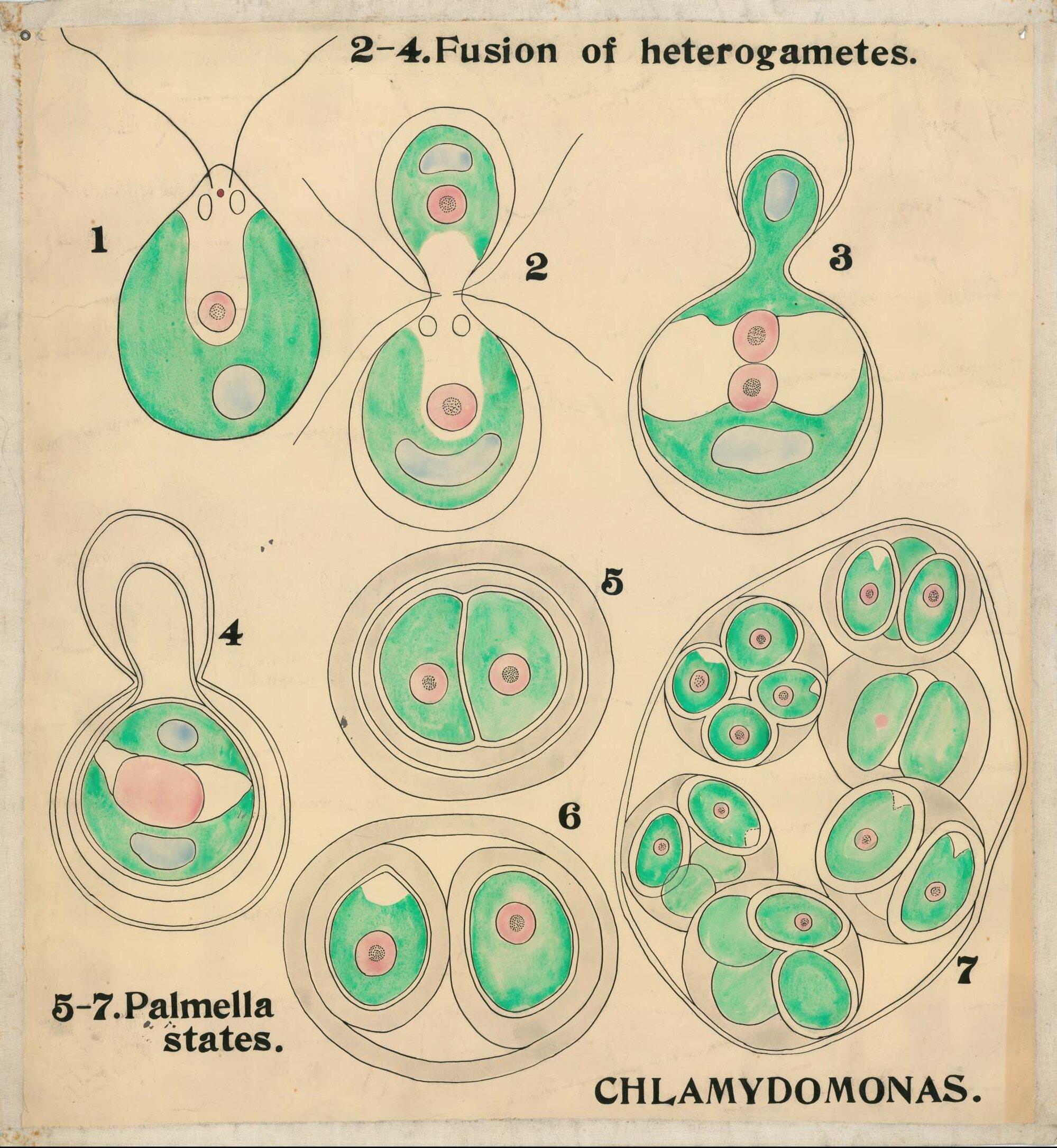Chlamydomonas