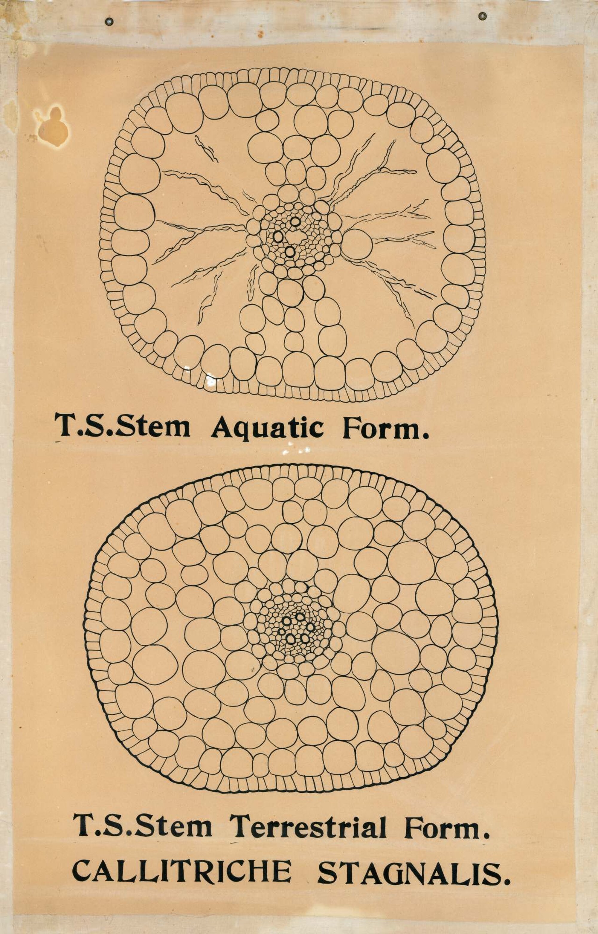 Callitriche stagnalis