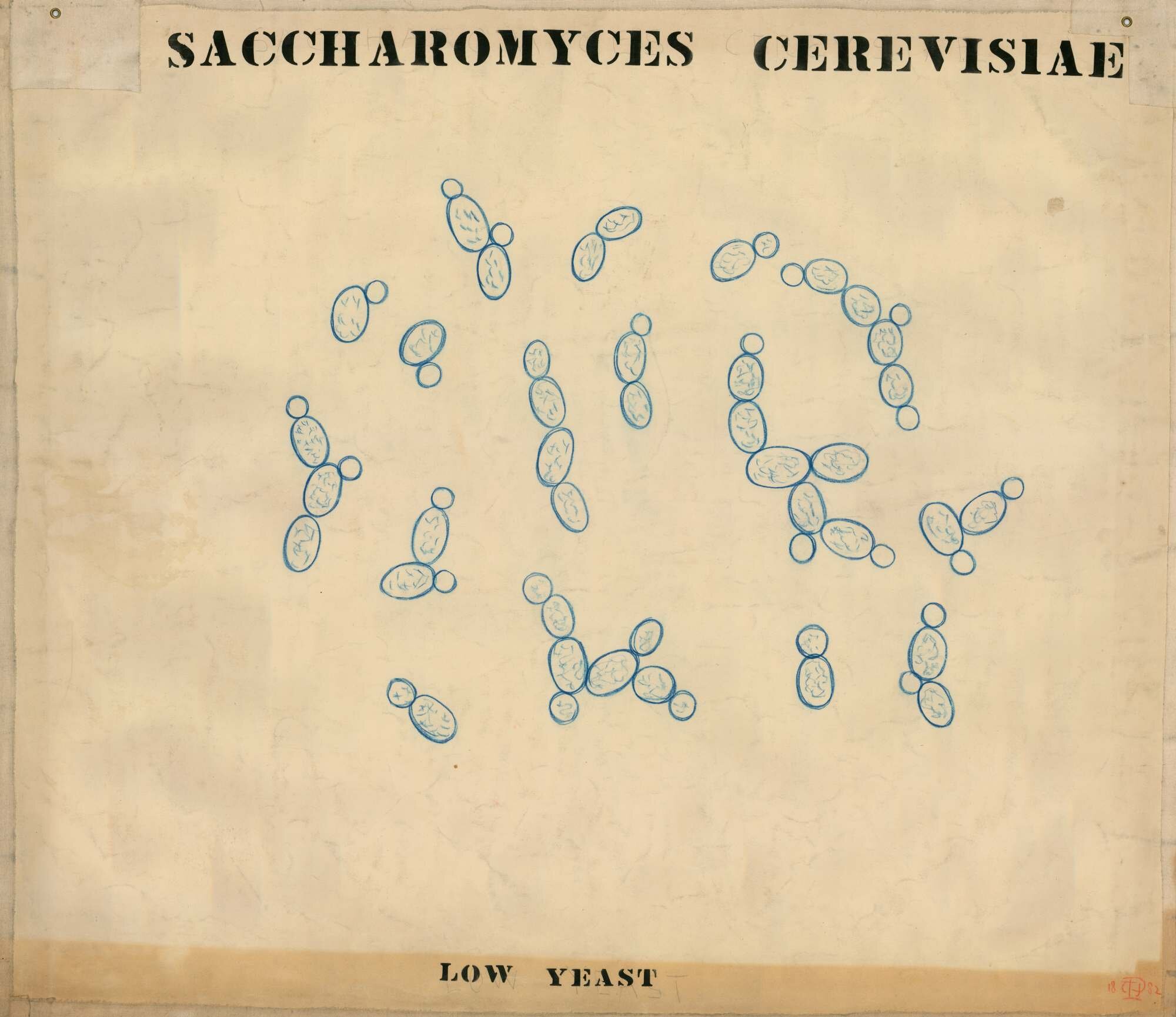 Saccharomyces cerevisiae