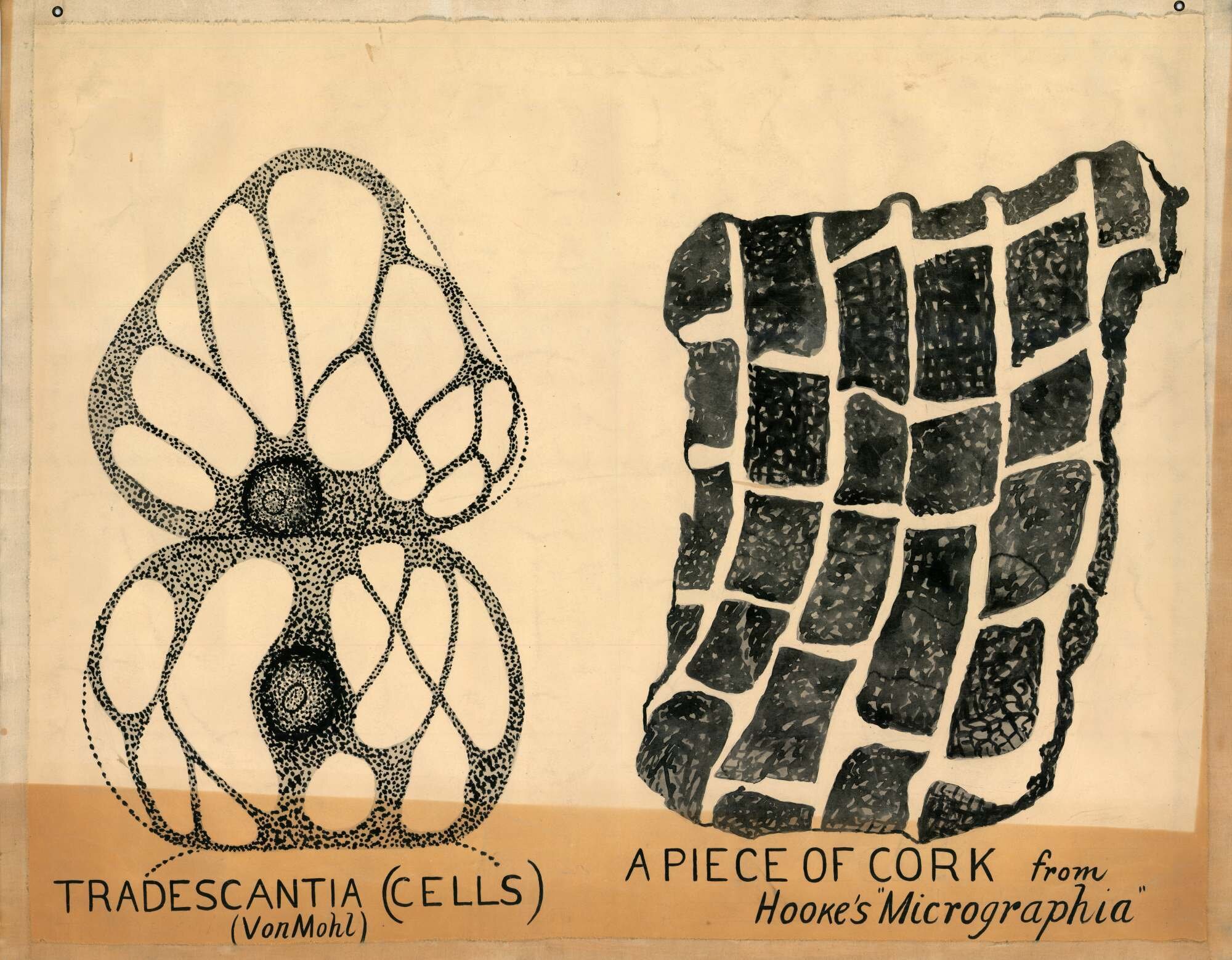 Tradescantia (cells) (Von Mohl) ; A piece of cork from Hooke's 'Micrographia'