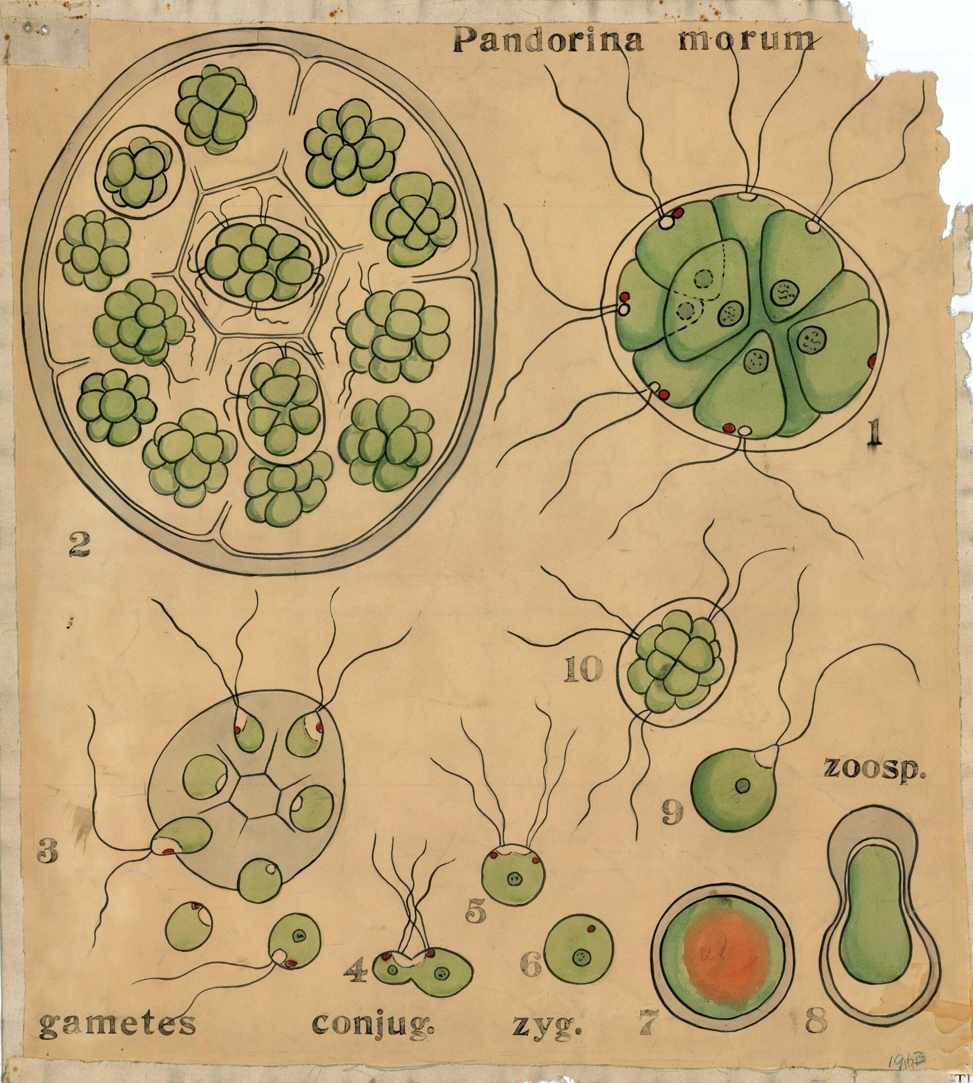Pandorina morum - gametes, conjug. zyg.