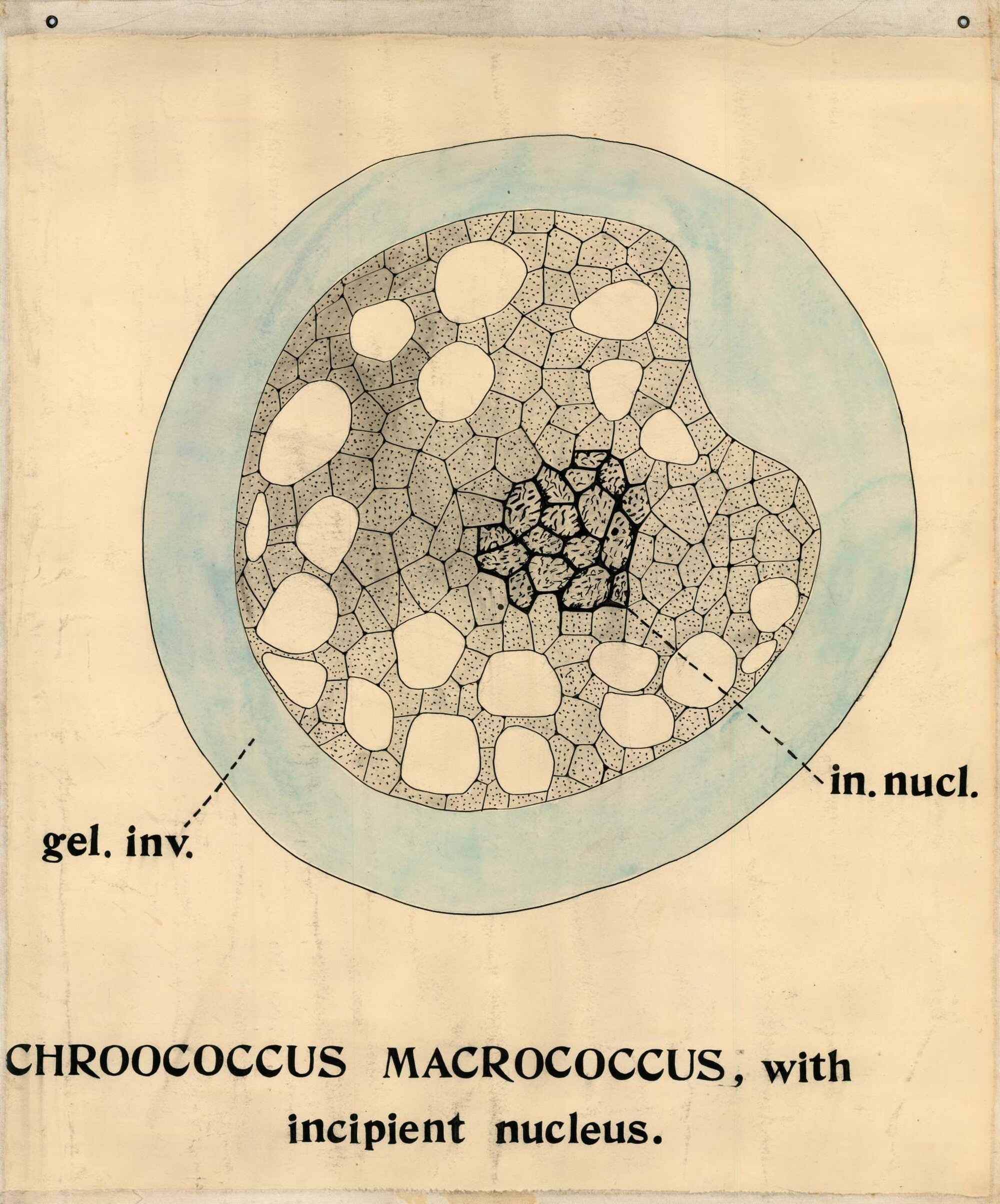 Chroococcus macrococcus, with incipient nucleus
