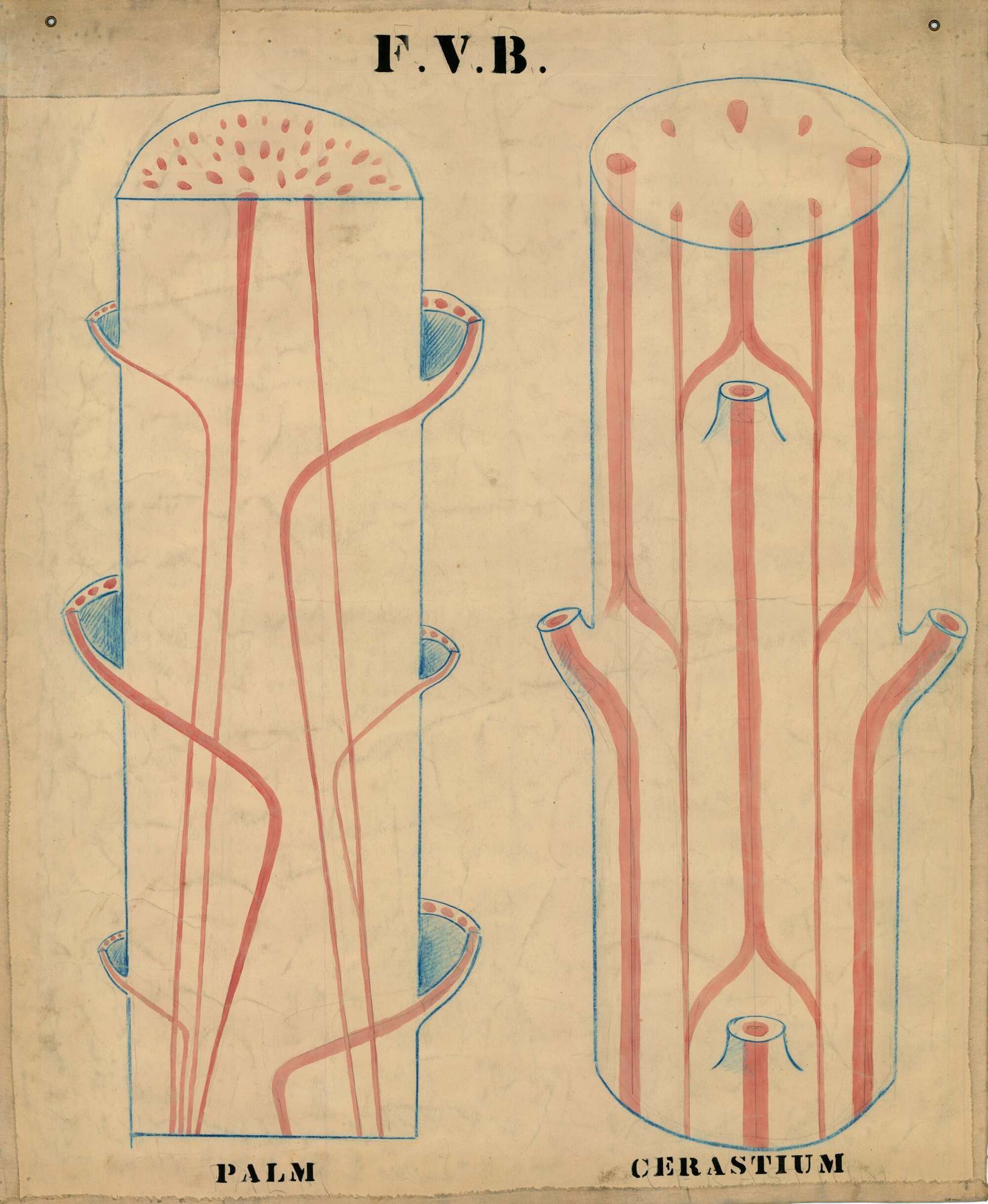 F.V.B. Palm, cerastium