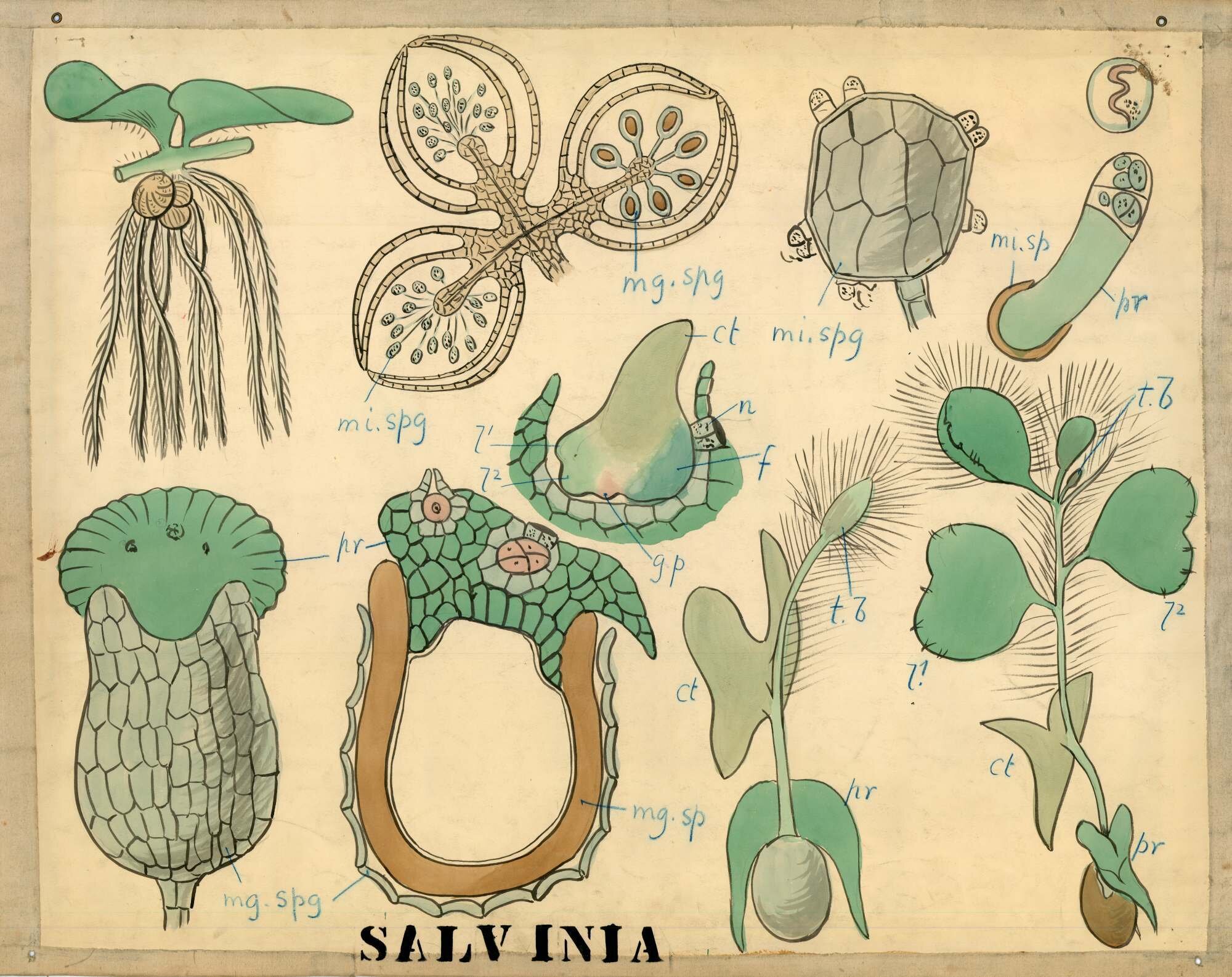Salvinia