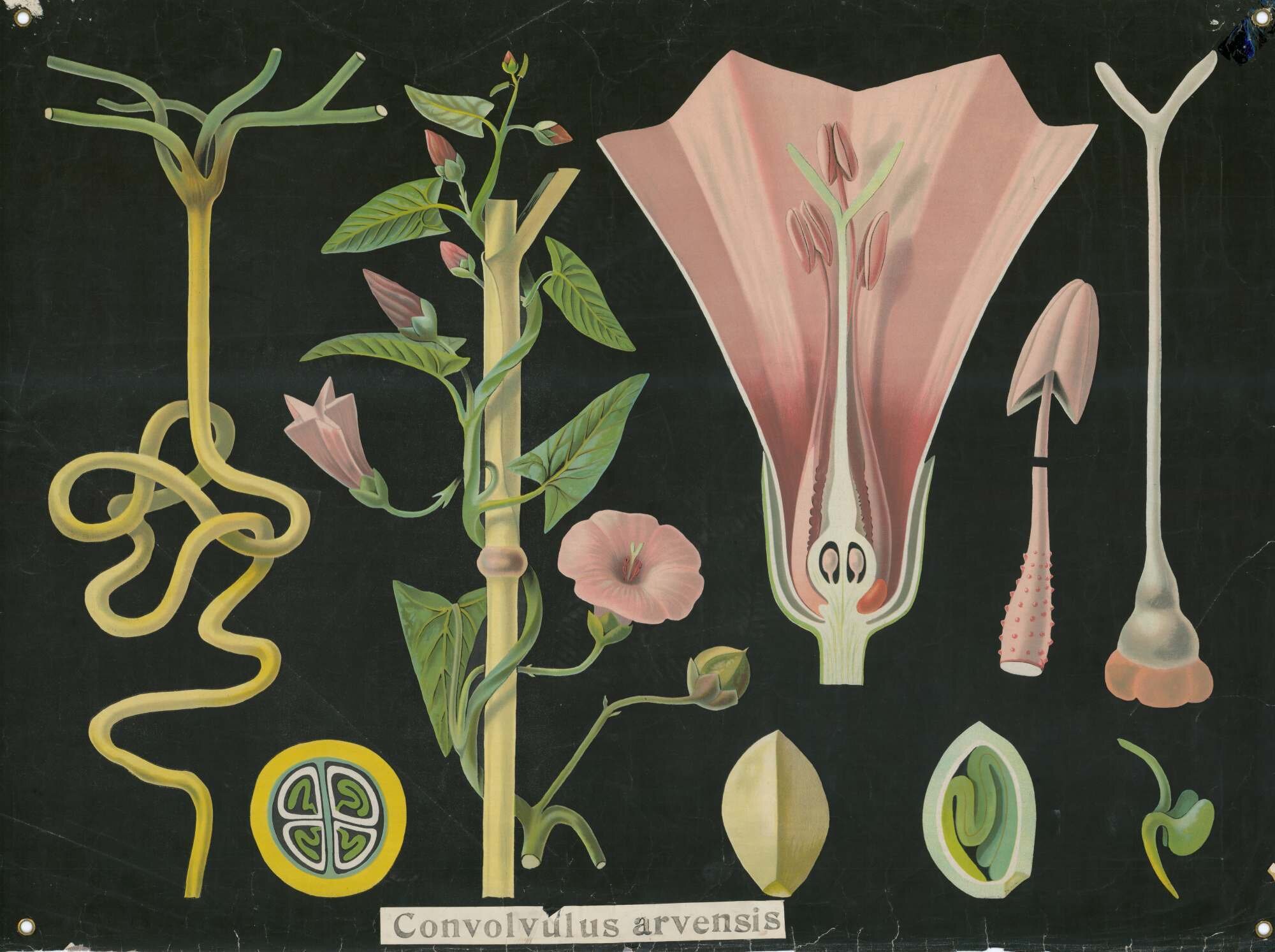 Convolvulus arvensis
